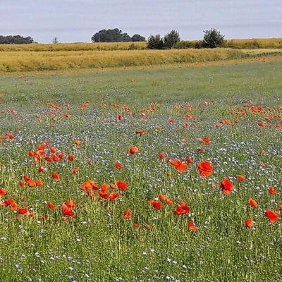 Rando du Samedi 29 juin 2019