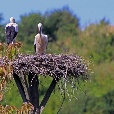 Cigognes blanches en baie de Seine