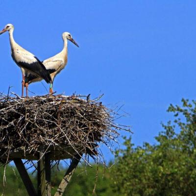 Cigognes blanches en baie de Seine