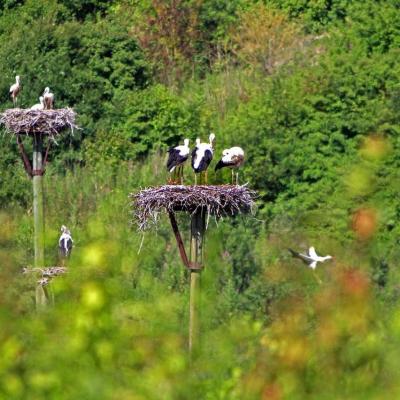 Cigognes blanches en baie de Seine