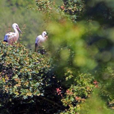 Cigognes blanches en baie de Seine